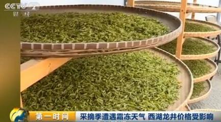 春茶采摘遭霜冻:西湖龙井减产七成 每斤飙升至1万