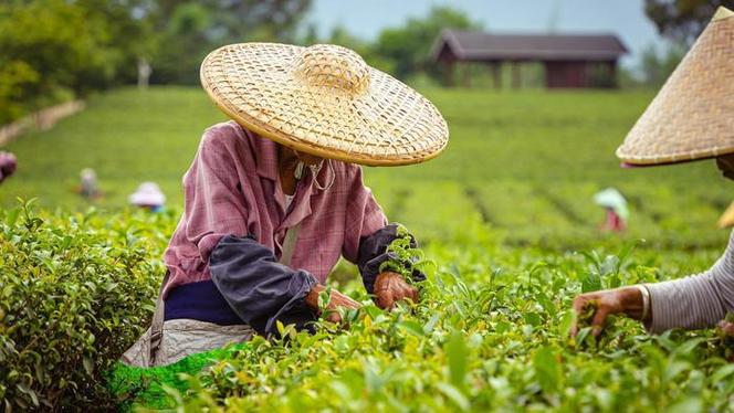广州芳村茶叶市场一家名为昌世茶的茶叶厂商推出四款茶叶产品,通过